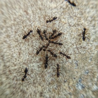 Ant-Control--in-Wildomar-California-ant-control-wildomar-california.jpg-image