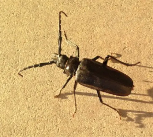 Beetle-Control--in-Beaumont-California-beetle-control-beaumont-california.jpg-image