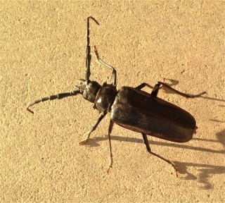 Beetle-Control--in-Whitewater-California-beetle-control-whitewater-california.jpg-image