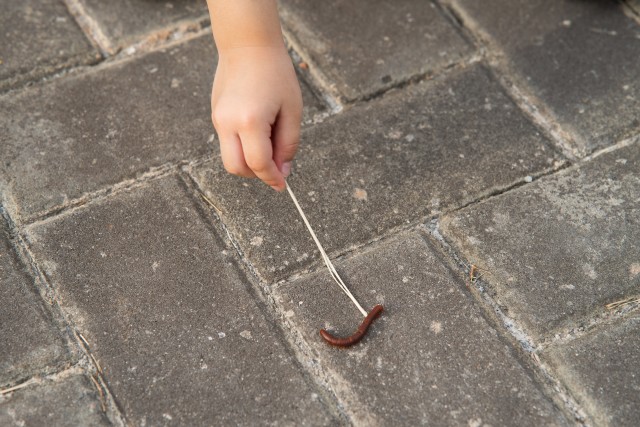 Centipede-Removal--in-Hemet-California-centipede-removal-hemet-california.jpg-image