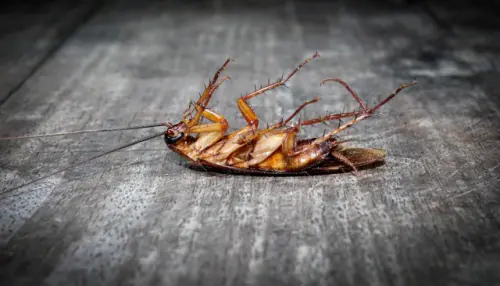 Cockroach-Removal--in-Beaumont-California-cockroach-removal-beaumont-california.jpg-image