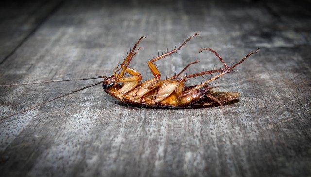 Cockroach-Removal--in-Winchester-California-cockroach-removal-winchester-california.jpg-image