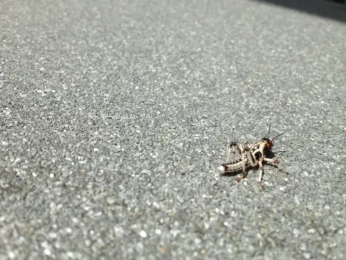 Cricket-Control--in-Beaumont-California-cricket-control-beaumont-california.jpg-image