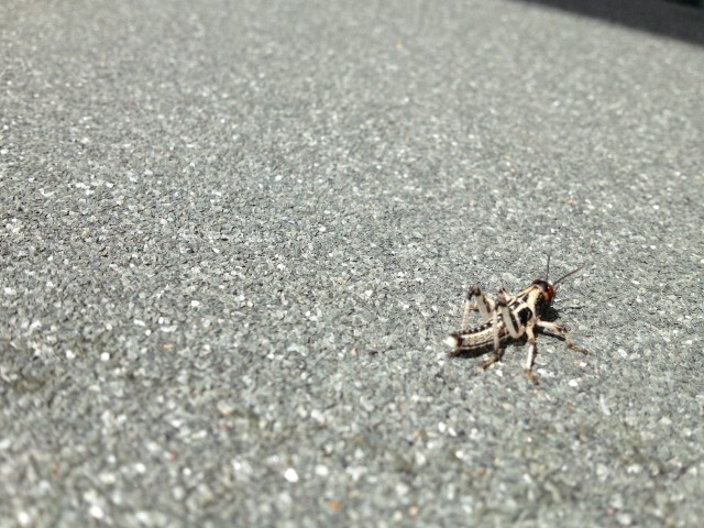 Cricket-Control--in-Menifee-California-cricket-control-menifee-california.jpg-image