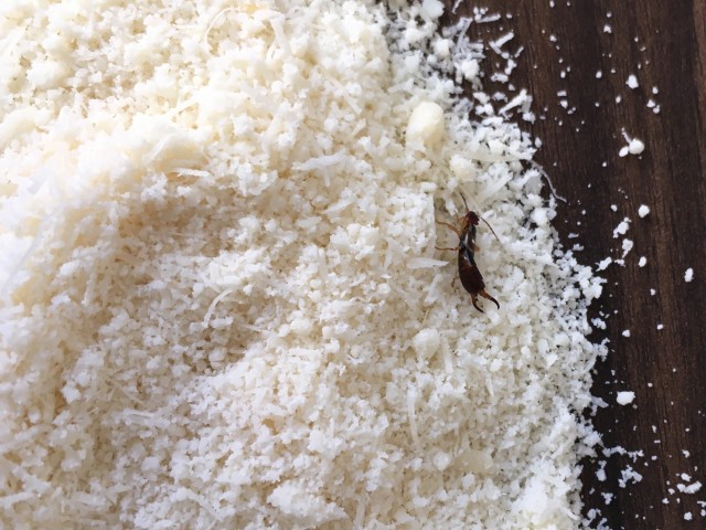 Earwig-Removal--in-Wildomar-California-earwig-removal-wildomar-california.jpg-image