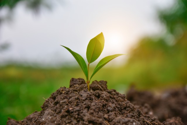 Environment-Friendly-Pest-Control-Formulas--in-Mountain-Center-California-environment-friendly-pest-control-formulas-mountain-center-california.jpg-image