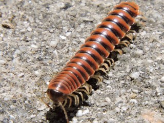 Millipede-Removal--in-Aguanga-California-millipede-removal-aguanga-california.jpg-image