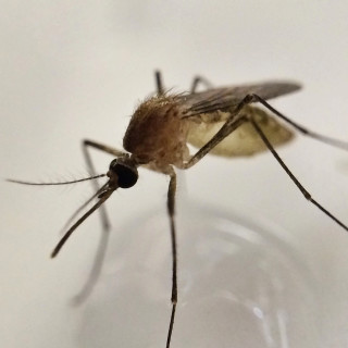 Mosquito-Control--in-Menifee-California-mosquito-control-menifee-california.jpg-image