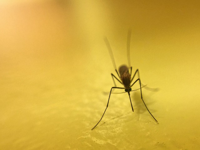 Mosquito-Removal--in-San-Jacinto-California-mosquito-removal-san-jacinto-california.jpg-image