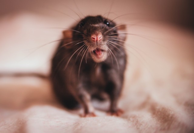 Rat-Control--in-Palm-Springs-California-rat-control-palm-springs-california.jpg-image