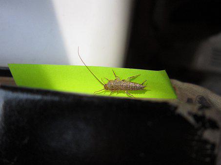 Silverfish-Removal--in-Winchester-California-silverfish-removal-winchester-california.jpg-image