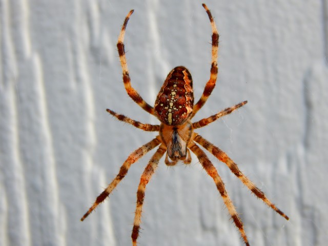 Spider-Removal--in-Mountain-Center-California-spider-removal-mountain-center-california.jpg-image