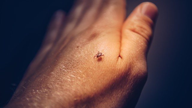 Tick-Control--in-Aguanga-California-tick-control-aguanga-california.jpg-image