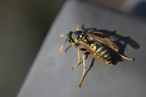 Wasp-Removal--in-Moreno-Valley-California-wasp-removal-moreno-valley-california.jpg-image