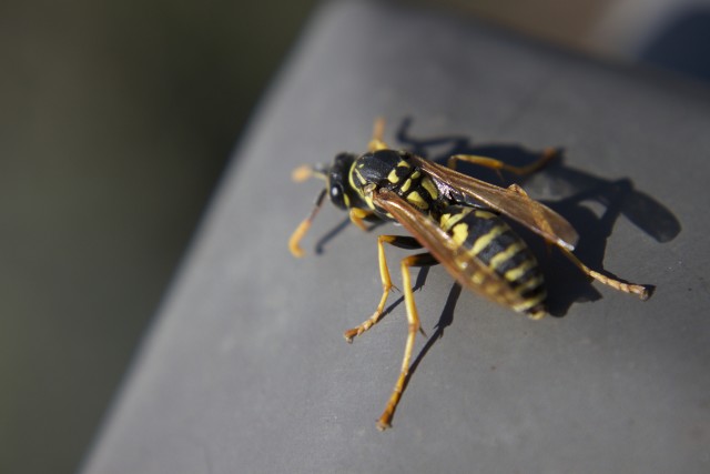 Wasp-Removal--in-Mountain-Center-California-wasp-removal-mountain-center-california.jpg-image
